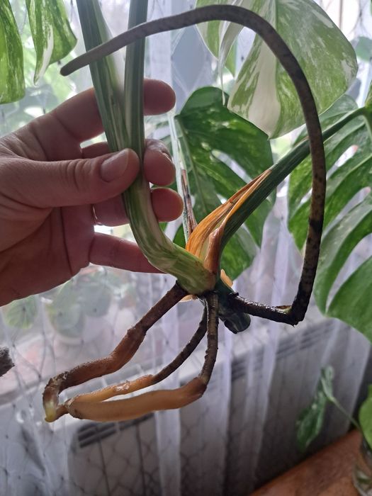 Monstera Variegata