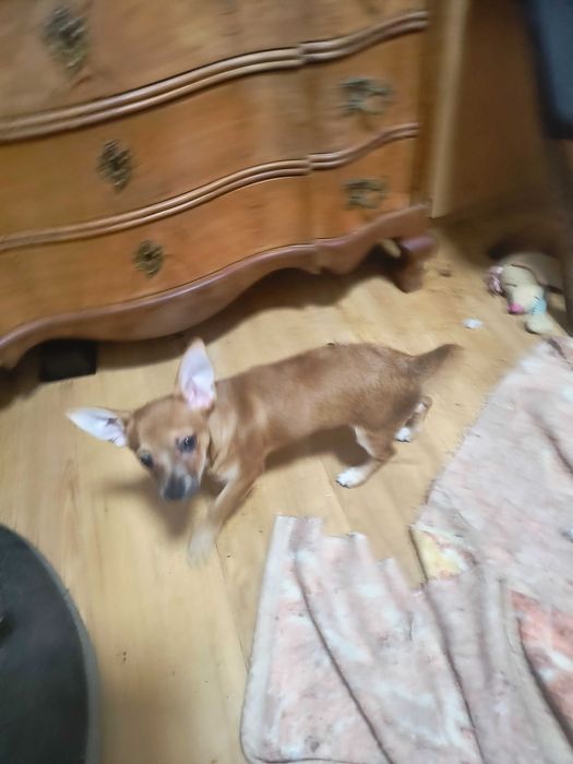 Chłopiec czekoladowy rasy chihuahua.