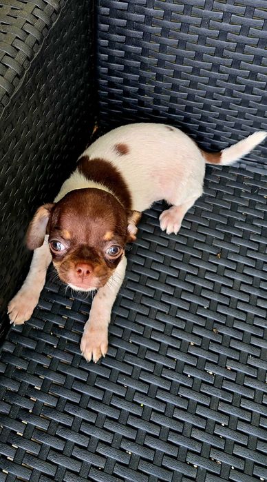 Chihuahua Macho cor Choco Pied bem pequenino