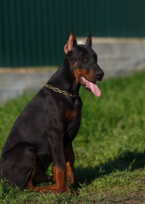 Підрощені соціалізовані цуценята добермана