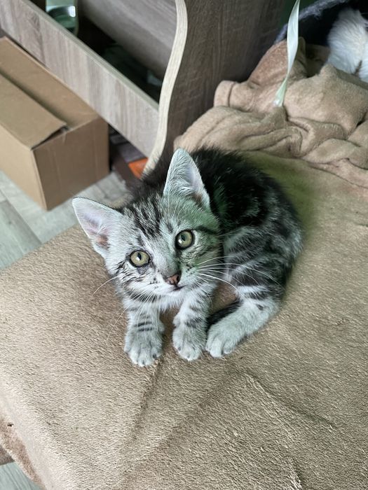 Котик шукає родину