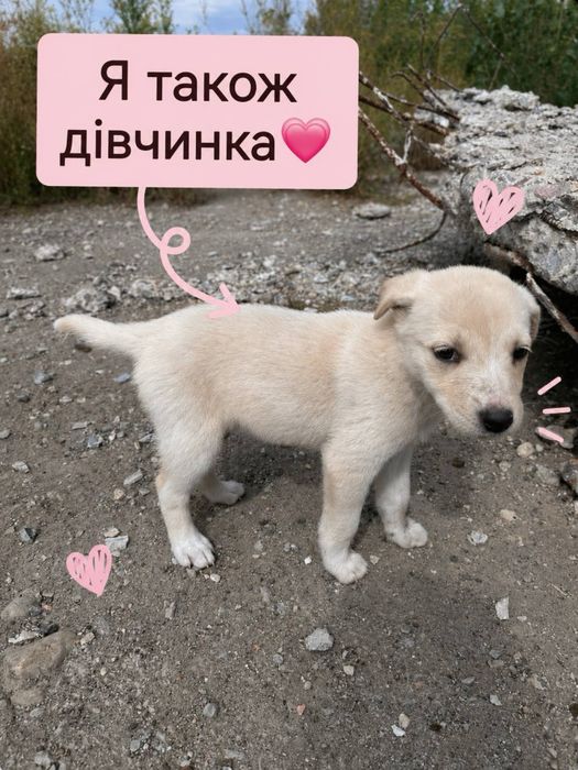 Цуценя шукають дім! Хлопчики та дівчатка