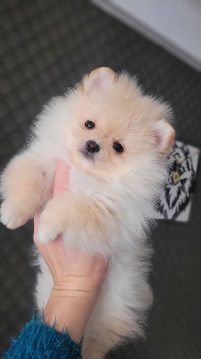 Померанський шпіц  дівчинка