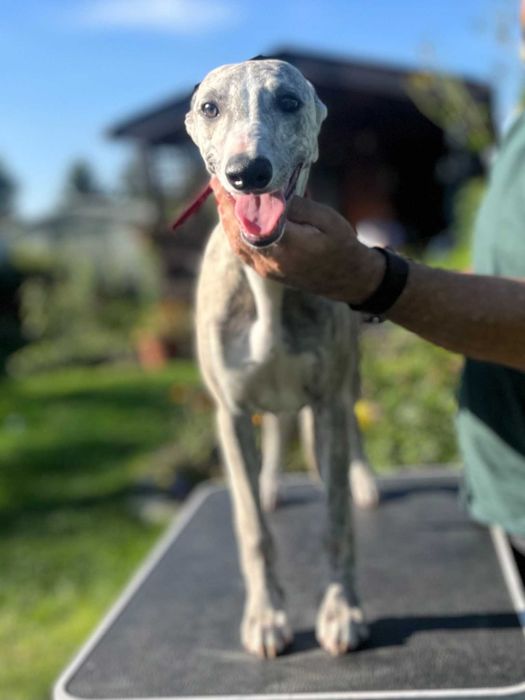 whippet szczenię 6 miesięcy