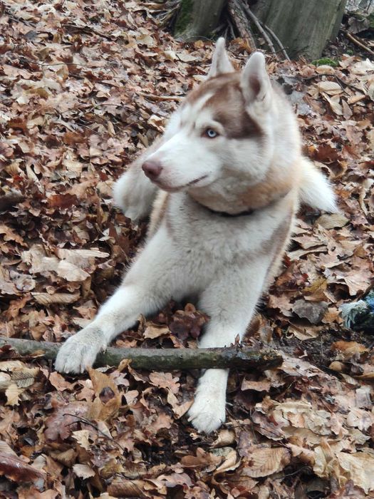 Яскравий хаскі у розквіті сил - шукає даму серця