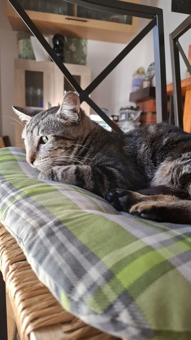 Gatinha para adopção responsável