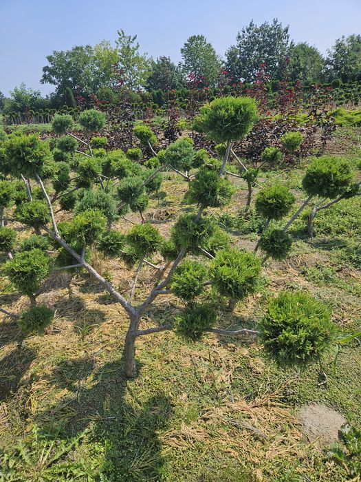 Bonsai formy wycięte ozdoba ogrodu