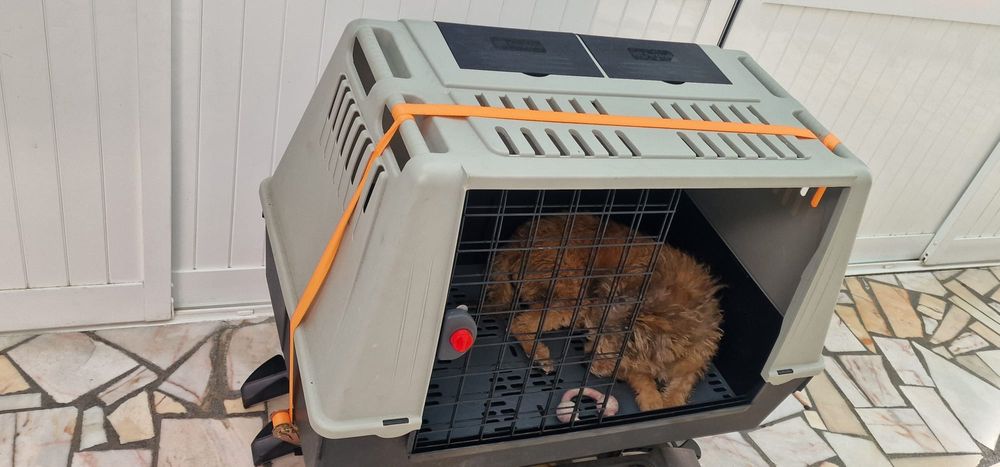 Box de transporte de animais