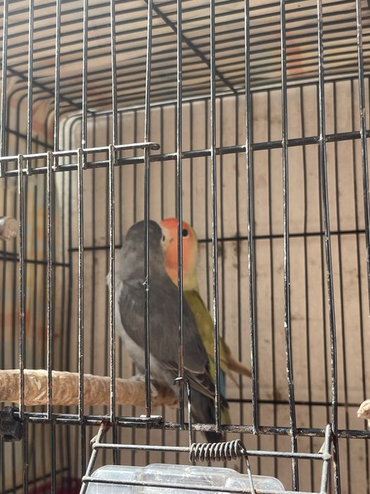 Roseicollis 40€ casal com gaiolas