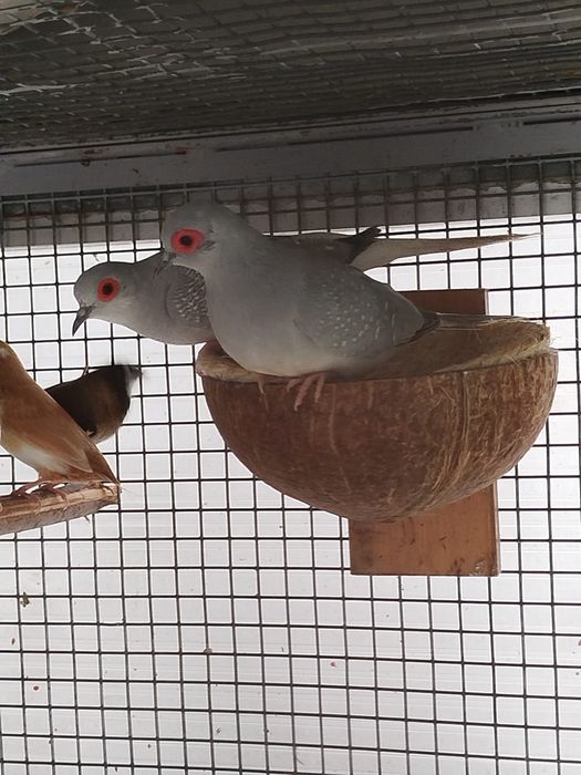 Vendo Rolas diamante