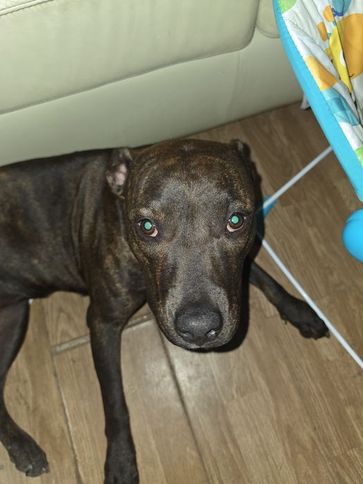 Cadela pitt bull