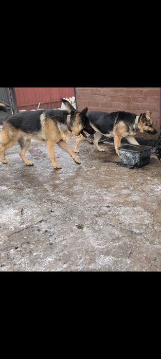 Чистокровні цуценята німецькоївівчарки