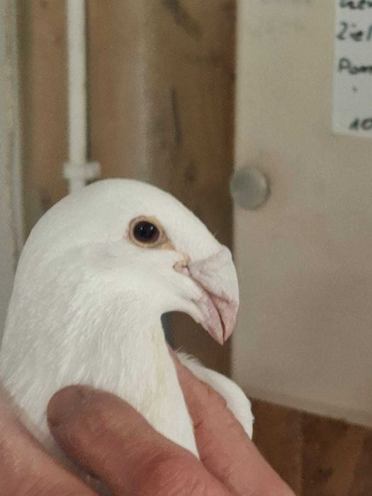 Sprzedam gołębie rzeszowskie