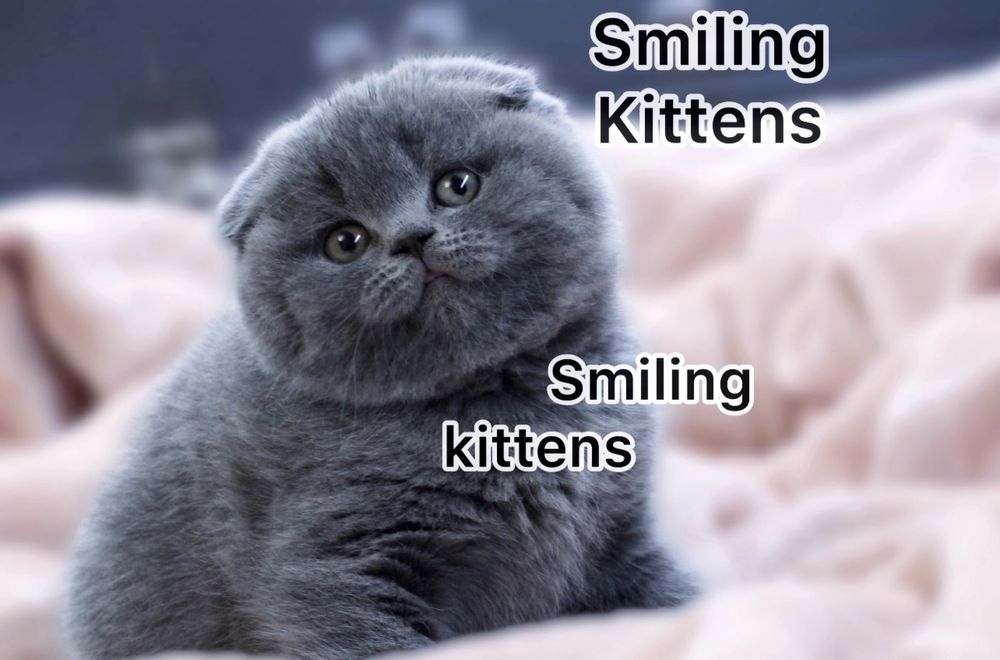 Пухкенькі ведмедики