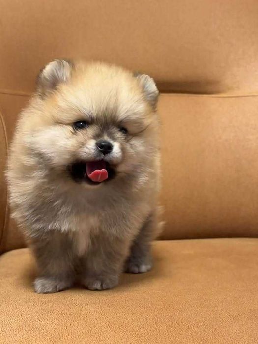 Crias de ursinho da Pomerânia