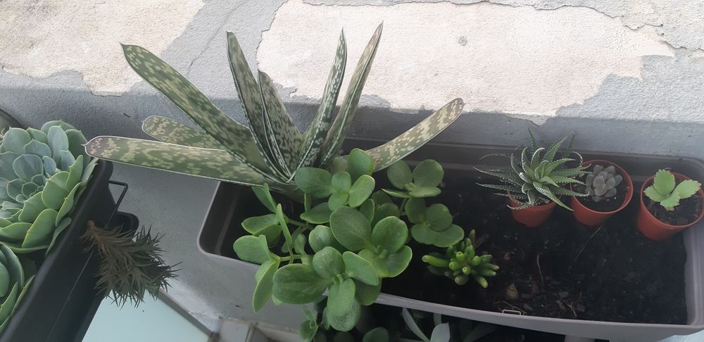 Vendo ou troco soculentas