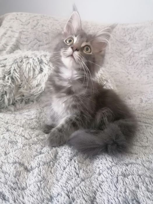 Бронь. Котик мейн-кун .