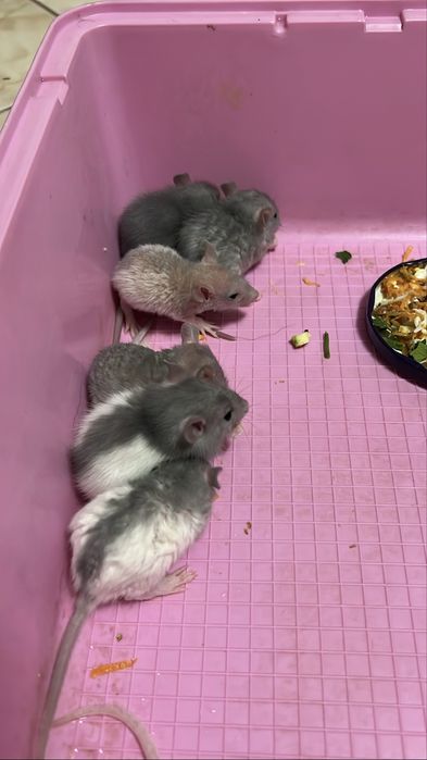 Щурики дамбо-рекс