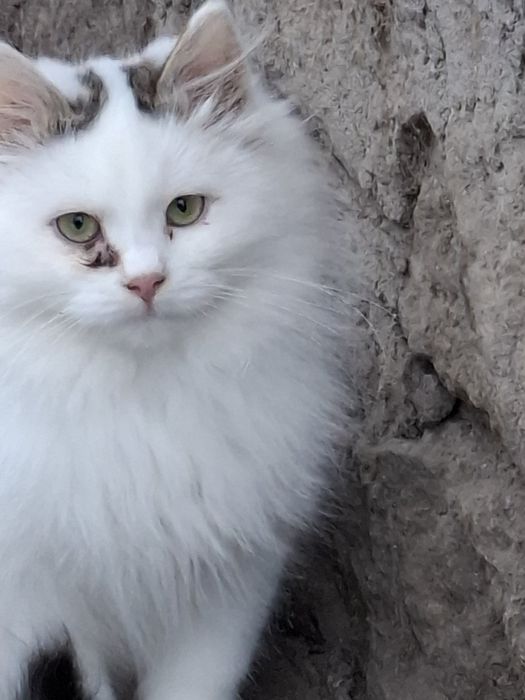 В надійну родину!!!