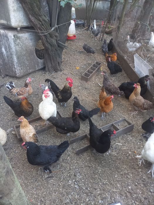 Galinhas e galos para mudar