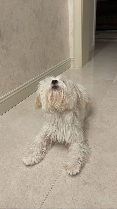 Вязка мальтийская болонка