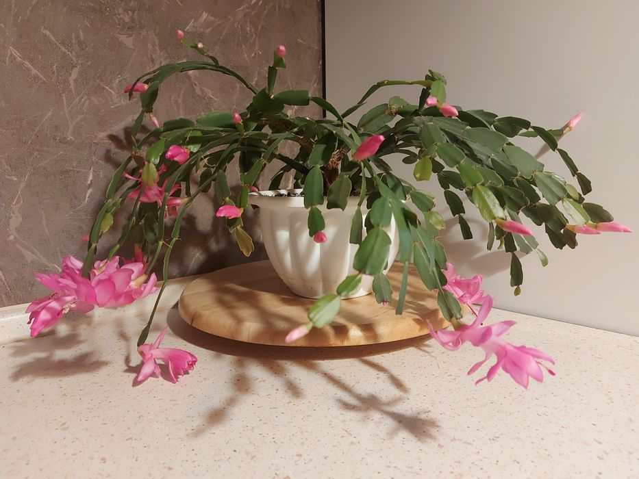 Зигокактус біло-рожевий, рожевий, цикламен