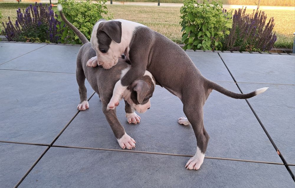 Amstaff   suczka