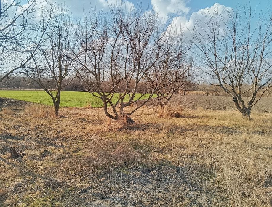 Земельна ділянка