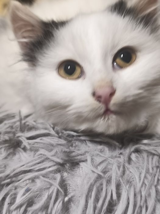 Віддам в добрі руки