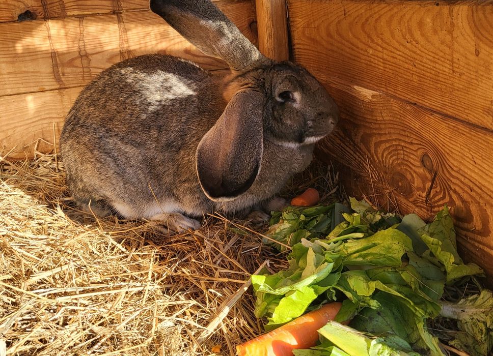 Króliki samiczki Bos /srokacz