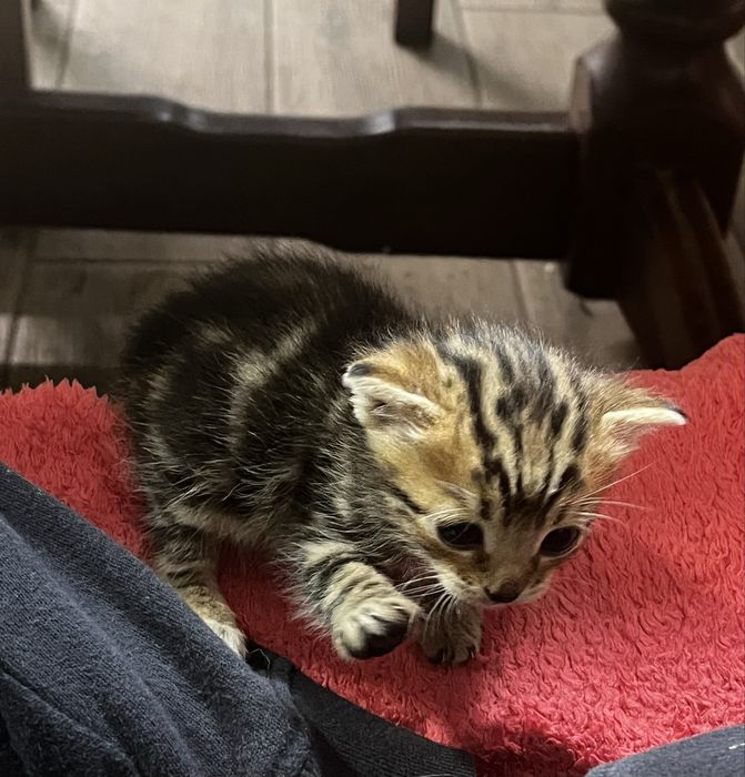 Кіт, котик, кішка, доставка по закарпатті