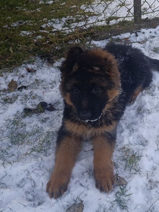 Szczeniak Owczarka Niemieckiego