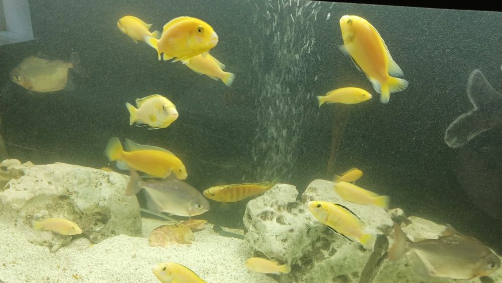 Цихліди Малаві псевдотрофеус зебра