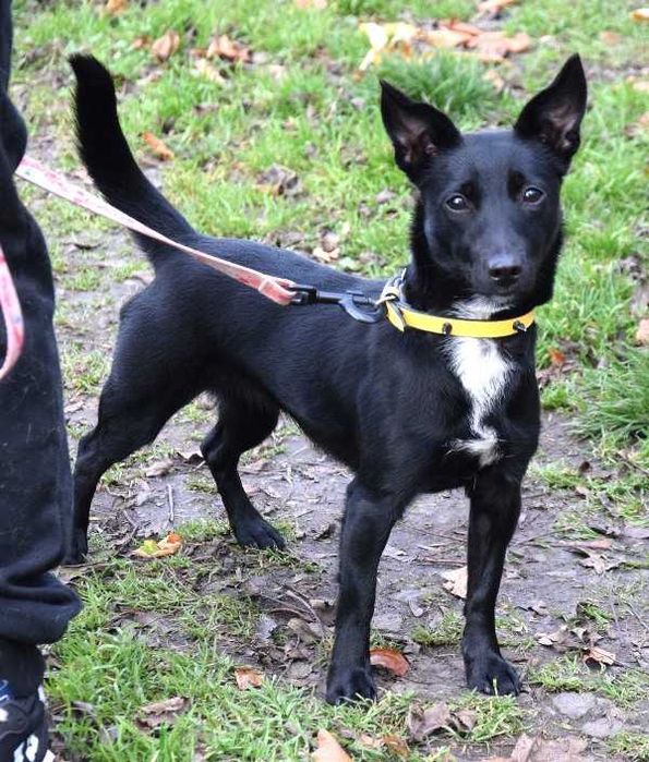 MIMI  maleńka czekoladowa sunia czeka na dom