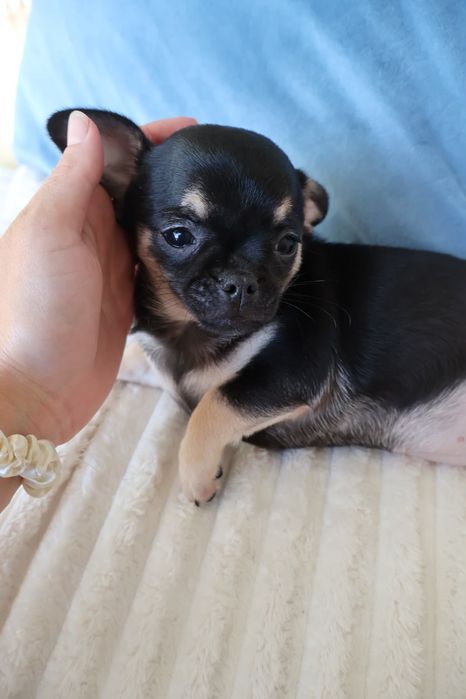 Chihuahua mini. Menina  Black Tan. Super  doce..Cabeça de maçã. Perfeita!