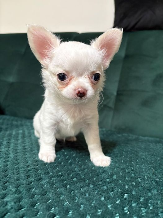 Chihuahua maleńka sunia