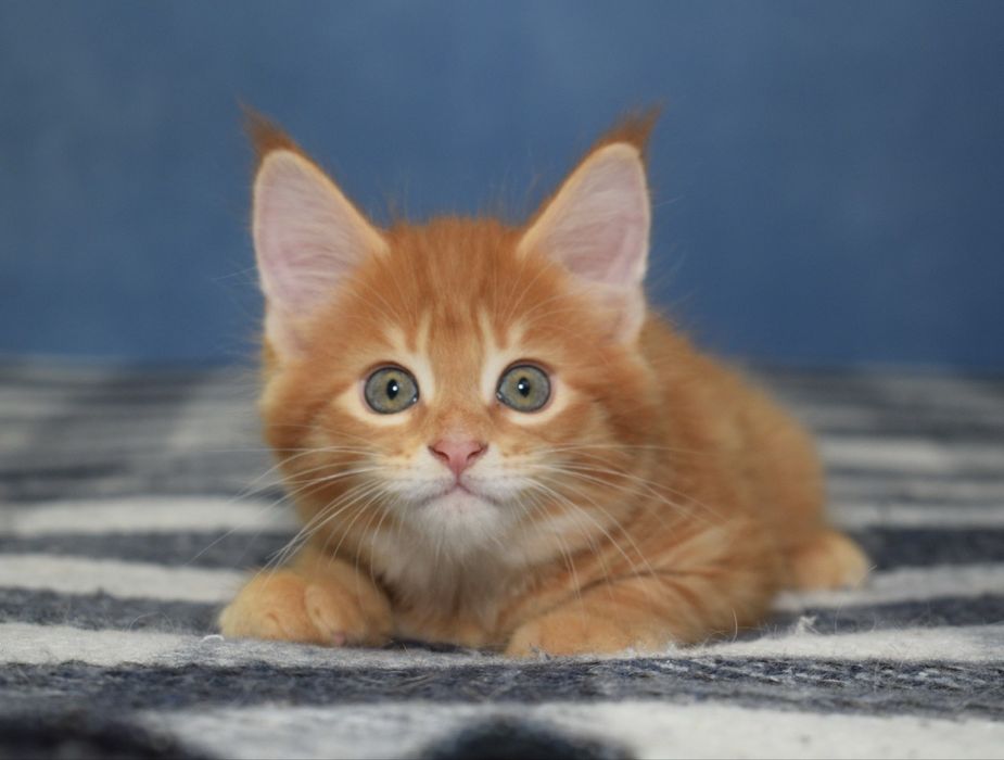 Кошенята Мейн Кун