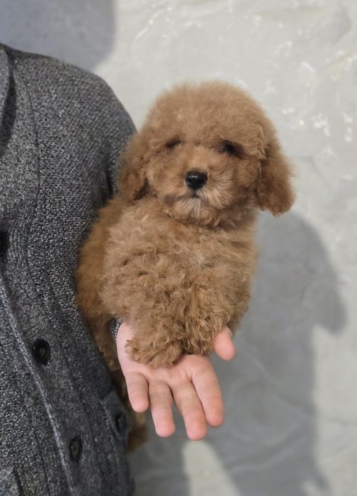 Кучерявий красунчик