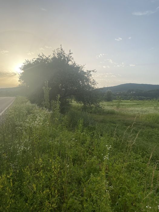Земельня ділянка с. Грушово (біля дороги 50 соток)