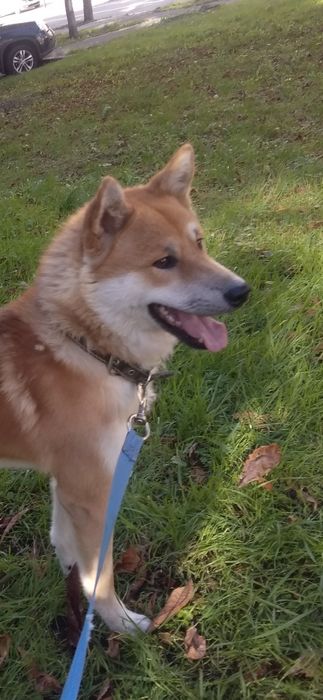Продам Акита-Ину подрощенный щенок