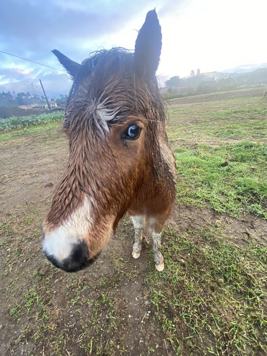Ponei prenha + macho + charrete