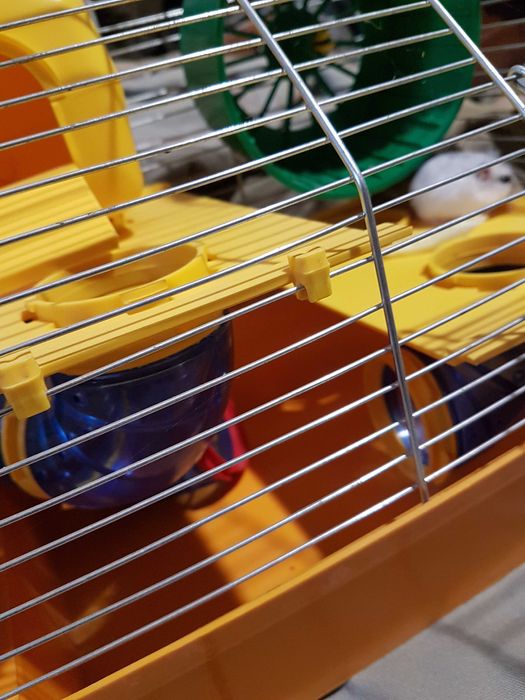 Хамяк джунгарський ,пара