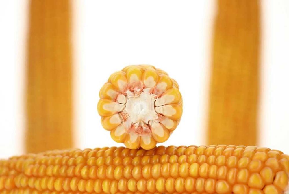 Kukurydza CODEOS IGP fao 240 ziarno grys