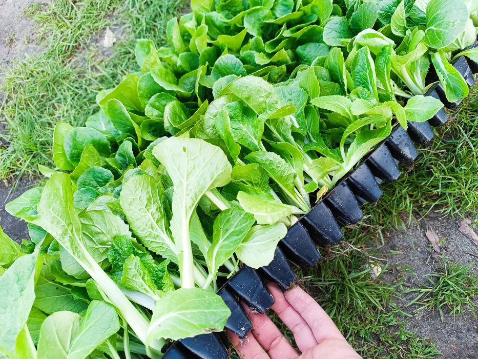 Rozsady warzyw, kapusta