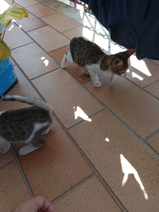 Gatos bebês para adoção