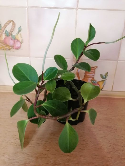 Пеперомія туполистна, кімнатна рослина.