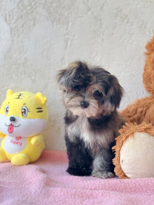 Мальтипу криаой рог девочка мини