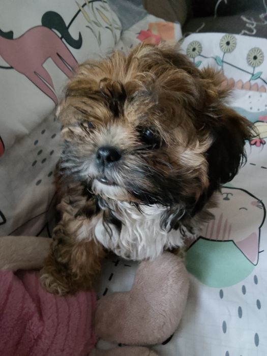 Shih tzu czekoladowa dziewczynka gotowa do odbioru