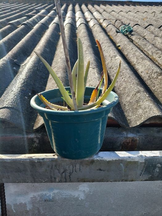 Vaso com suculenta 5€