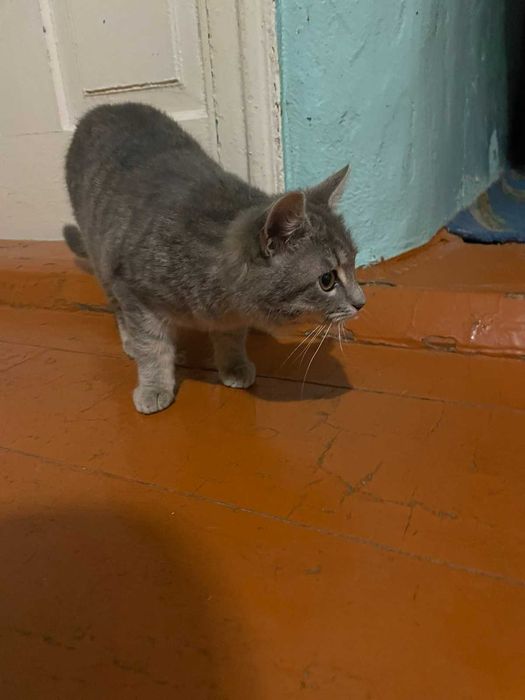 Грайливі Tabbi дівчатка красуні.